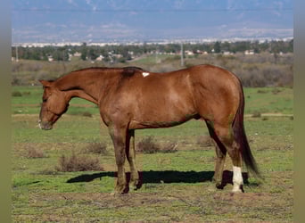 American Quarter Horse, Castrone, 13 Anni, 150 cm, Falbo