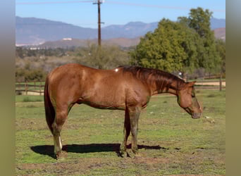 American Quarter Horse, Castrone, 13 Anni, 150 cm, Falbo