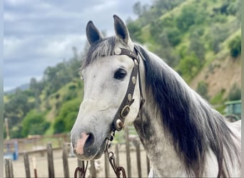 American Quarter Horse, Castrone, 13 Anni, 150 cm, Grigio