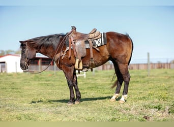 American Quarter Horse, Castrone, 13 Anni, 150 cm, Morello