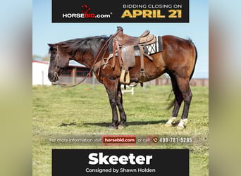 American Quarter Horse, Castrone, 13 Anni, 150 cm, Morello