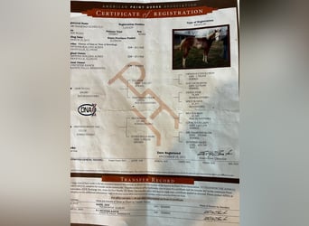 American Quarter Horse, Castrone, 13 Anni, 150 cm, Overo-tutti i colori