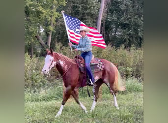 American Quarter Horse, Castrone, 13 Anni, 150 cm, Overo-tutti i colori