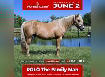 American Quarter Horse, Castrone, 13 Anni, 150 cm, Palomino