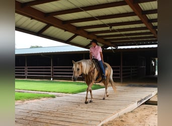 American Quarter Horse, Castrone, 13 Anni, 150 cm, Palomino