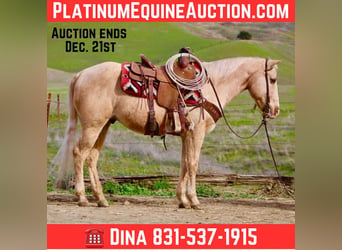 American Quarter Horse, Castrone, 13 Anni, 150 cm, Palomino