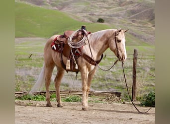 American Quarter Horse, Castrone, 13 Anni, 150 cm, Palomino