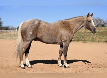 American Quarter Horse, Castrone, 13 Anni, 150 cm, Palomino