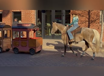 American Quarter Horse, Castrone, 13 Anni, 150 cm, Palomino