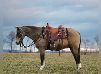 American Quarter Horse, Castrone, 13 Anni, 150 cm, Pelle di daino