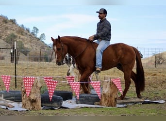 American Quarter Horse, Castrone, 13 Anni, 150 cm, Red dun