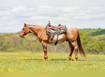 American Quarter Horse, Castrone, 13 Anni, 150 cm, Roano rosso