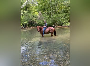 American Quarter Horse, Castrone, 13 Anni, 150 cm, Roano rosso