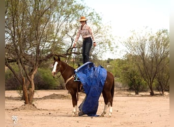 American Quarter Horse, Castrone, 13 Anni, 150 cm, Sauro ciliegia