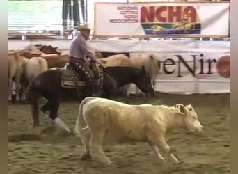 American Quarter Horse, Castrone, 13 Anni, 150 cm, Sauro scuro