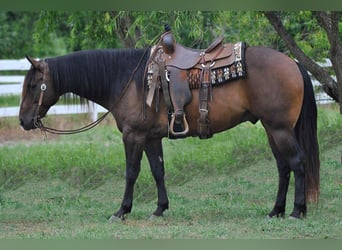 American Quarter Horse, Castrone, 13 Anni, 152 cm, Baio ciliegia