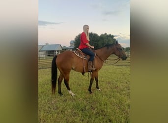 American Quarter Horse, Castrone, 13 Anni, 152 cm, Baio ciliegia