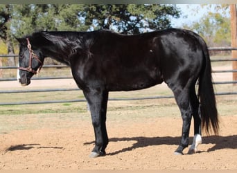 American Quarter Horse, Castrone, 13 Anni, 152 cm, Baio