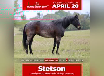 American Quarter Horse, Castrone, 13 Anni, 152 cm, Baio roano