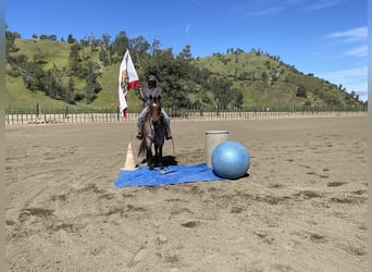 American Quarter Horse, Castrone, 13 Anni, 152 cm, Baio roano