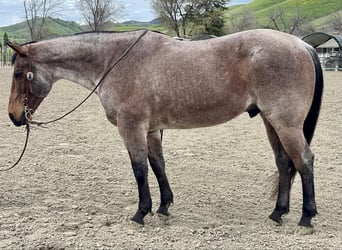 American Quarter Horse, Castrone, 13 Anni, 152 cm, Baio roano