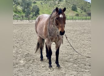 American Quarter Horse, Castrone, 13 Anni, 152 cm, Baio roano