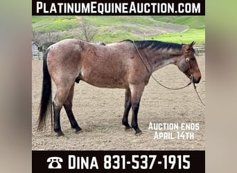 American Quarter Horse, Castrone, 13 Anni, 152 cm, Baio roano