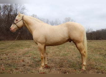 American Quarter Horse, Castrone, 13 Anni, 152 cm, Cremello