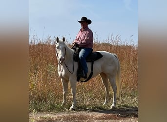 American Quarter Horse, Castrone, 13 Anni, 152 cm, Cremello