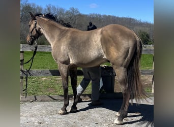 American Quarter Horse Mix, Castrone, 13 Anni, 152 cm, Falbo