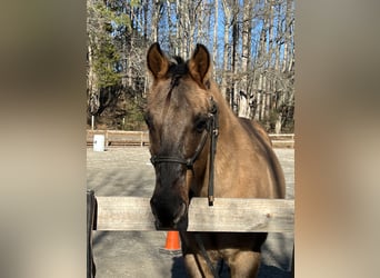 American Quarter Horse Mix, Castrone, 13 Anni, 152 cm, Falbo