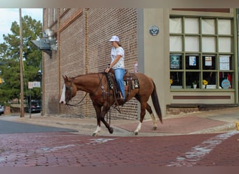 American Quarter Horse, Castrone, 13 Anni, 152 cm, Falbo