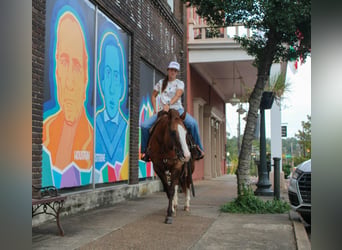 American Quarter Horse, Castrone, 13 Anni, 152 cm, Falbo