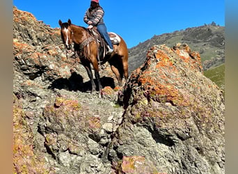 American Quarter Horse, Castrone, 13 Anni, 152 cm, Falbo