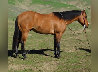 American Quarter Horse, Castrone, 13 Anni, 152 cm, Falbo