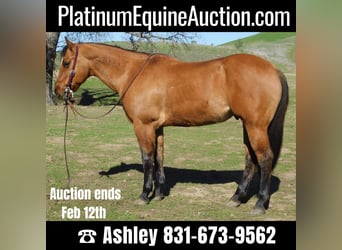 American Quarter Horse, Castrone, 13 Anni, 152 cm, Falbo