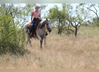 American Quarter Horse, Castrone, 13 Anni, 152 cm, Grigio
