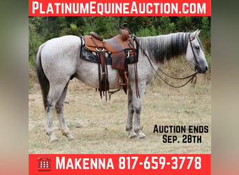 American Quarter Horse, Castrone, 13 Anni, 152 cm, Grigio