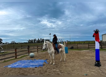 American Quarter Horse, Castrone, 13 Anni, 152 cm, Grigio