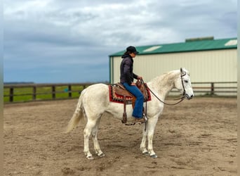 American Quarter Horse, Castrone, 13 Anni, 152 cm, Grigio