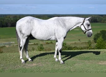 American Quarter Horse, Castrone, 13 Anni, 152 cm, Grigio