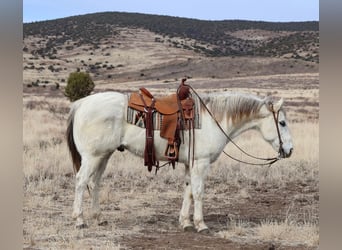 American Quarter Horse, Castrone, 13 Anni, 152 cm, Grigio