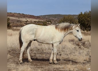 American Quarter Horse, Castrone, 13 Anni, 152 cm, Grigio