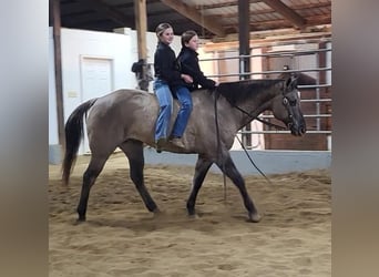 American Quarter Horse, Castrone, 13 Anni, 152 cm, Grullo