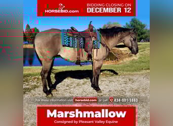 American Quarter Horse, Castrone, 13 Anni, 152 cm, Grullo