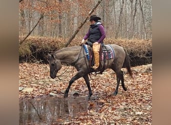 American Quarter Horse, Castrone, 13 Anni, 152 cm, Grullo