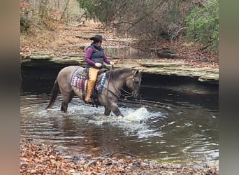 American Quarter Horse, Castrone, 13 Anni, 152 cm, Grullo