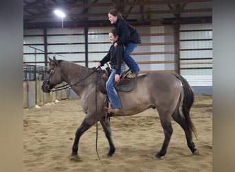American Quarter Horse, Castrone, 13 Anni, 152 cm, Grullo