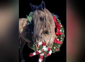 American Quarter Horse, Castrone, 13 Anni, 152 cm, Grullo