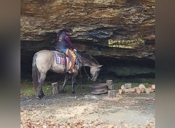 American Quarter Horse, Castrone, 13 Anni, 152 cm, Grullo